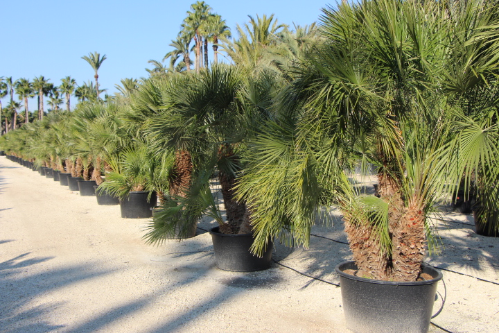 Chamaerops Humilis