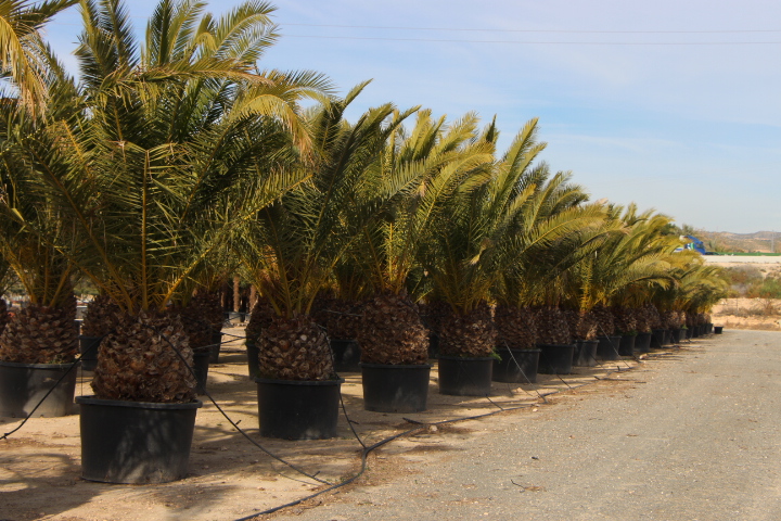 Phoenix Canariensis
