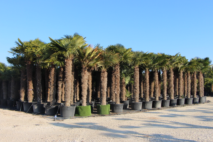 Palmaceas_trachycarpus fortuneii