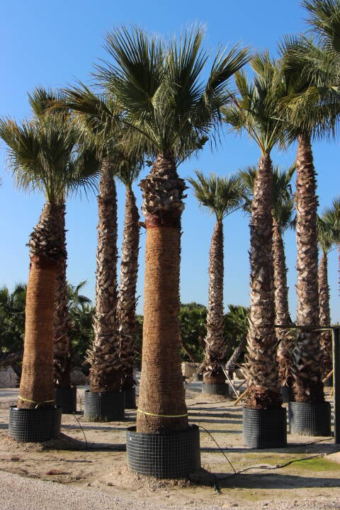 washingtonia filifera