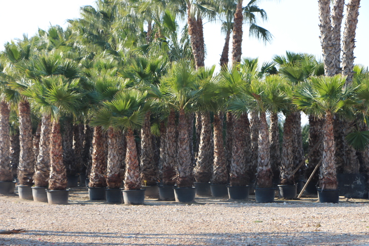 washingtonia robusta