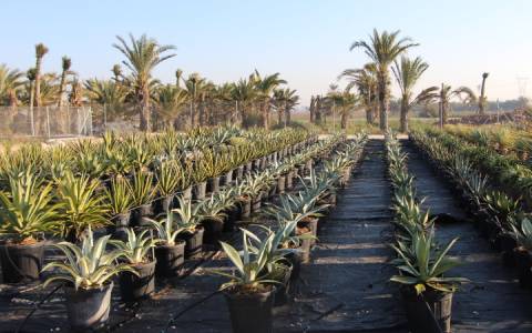 CACTUS, SUCULENTAS dsadsad