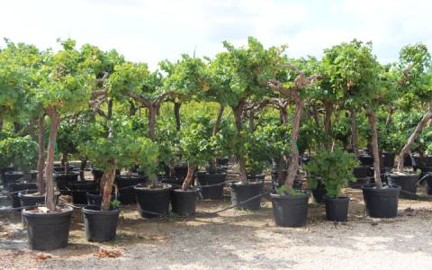 FRUTALES MEDITERRANEOS FRUTALES MEDITERRANEOS